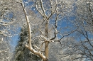 Tree covered in snow.