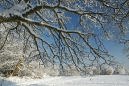 Branches covered in snow.