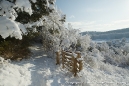 Gateway and path along Pewley Down.