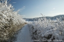 Pathway betweeen Pewley Down and St. Martha's Hill.