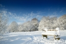 Bench on Pewley Down.