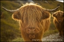 Heilan Coo