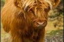 Heilan Coo
