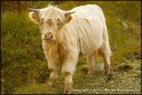 Heilan Coo calf
